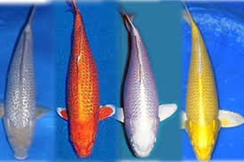 Tips Mengenal Ikan Koi