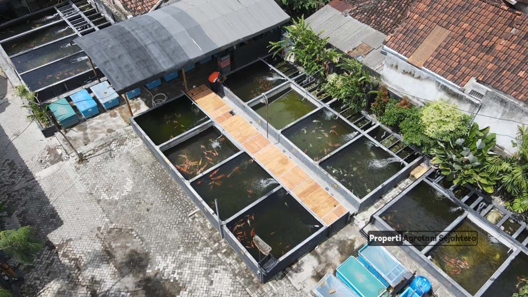 kolam-koi-agro-koi-farm-7.jpg